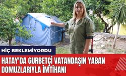 Hatay'da gurbetçi vatandaşın yaban domuzlarıyla imtihanı