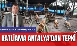 Sokak Hayvanları Katline Antalya'dan Tepki! Ankara ve Niğde'de Korkunç Olay