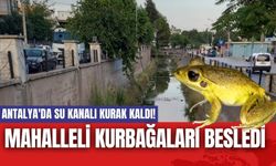 Antalya'da su kanalı kurak kaldı! Mahalleli kurbağaları besledi