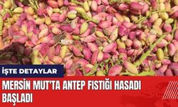 Mersin Mut'ta antep fıstığı hasadı başladı