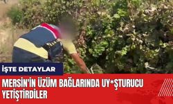 Mersin'in üzüm bağlarında uy*şturucu yetiştirdiler