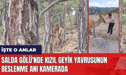 Salda Gölü'nde kızıl geyik yavrusunun beslenme anı kamerada