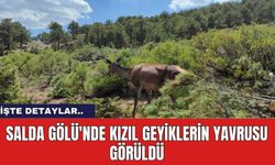 Salda Gölü'nde Kızıl Geyiklerin Yavrusu Görüldü