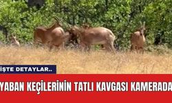 Yaban keçilerinin tatlı kavgası kamerada