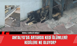 Antalya'da Artarda Kedi Ölümleri! Kedilere Ne Oluyor?