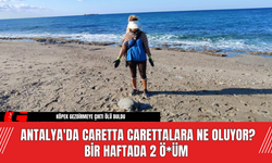 Antalya'da Caretta Carettalara Ne Oluyor? Bir Haftada 2 Ö*üm