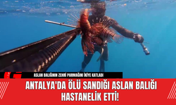 Antalya'da Ölü Sandığı Aslan Balığı Hastanelik Etti!