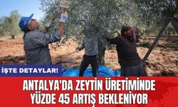 Antalya'da Zeytin Üretiminde Yüzde 45 Artış Bekleniyor