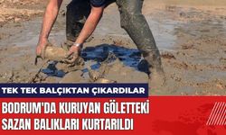 Bodrum'da kuruyan göletteki sazan balıkları kurtarıldı