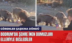 Bodrum'da Şehre İnen Domuzları Elleriyle Beslediler