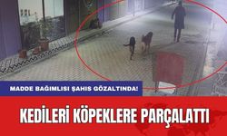 Kedileri Köpeklere Parçalattı! Madde Bağımlısı Şahıs Gözaltında!