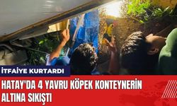 Hatay'da 4 Yavru Köpek Konteynerin Altına Sıkıştı