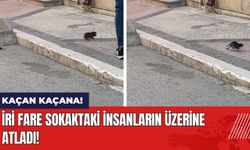 İri Fare Sokaktaki İnsanların Üzerine Atladı