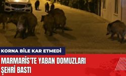 Marmaris'te Yaban Domuzları Şehri Bastı