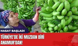 Türkiye'de İki Muzdan Biri Anamur'dan! Hasat Başladı