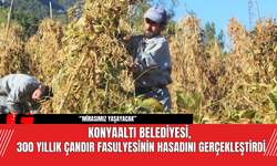 Konyaaltı Belediyesi, 300 Yıllık Çandır Fasulyesinin Hasadını Gerçekleştirdi