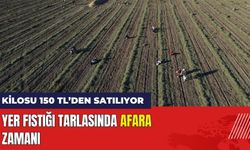 Yer Fıstığı Tarlasında Afara Zamanı!