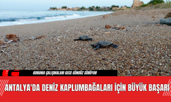 Antalya'da Deniz Kaplumbağaları İçin Büyük Başarı