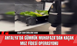 Antalya’da Gümrük Muhafaza’dan Kaçak Muz Fidesi Operasyonu!