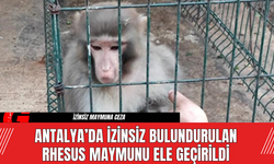 Antalya’da İzinsiz Bulundurulan Rhesus Maymunu Ele Geçirildi