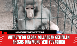 Antalya’da Kaçak Yollardan Getirilen Rhesus Maymunu Yeni Yuvasında