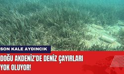 Doğu Akdeniz'de Deniz Çayırları Yok Oluyor! Son Kale Aydıncık