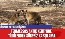 Termessos Antik Kenti'nde Ziyaretçilere Tilkilerden Sürpriz Karşılama