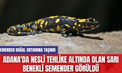 Adana'da Nesli Tehlike Altında Olan Sarı Benekli Semender Görüldü