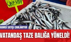 Vatandaş Taze Balığa Yöneldi! Hamsi Satışı Canlanıyor