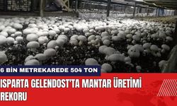 Isparta Gelendost'ta Mantar üretimi Rekoru: 6 Bin Metrekarede 504 Ton