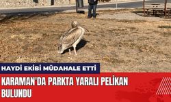 Karaman'da Parkta Yaralı Pelikan Bulundu