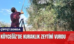 Köyceğiz'de Kuraklık Zeytini Vurdu