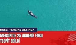 Mersin'de 25 Akdeniz Foku Tespit Edildi