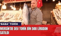 Mersin'de Dev Torik Bin 500 Liradan Satıldı