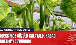 Mersin'de Güzlük Salatalık Hasadı Üreticiyi Sevindirdi