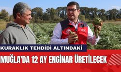 Muğla'da 12 Ay Enginar Üretilecek