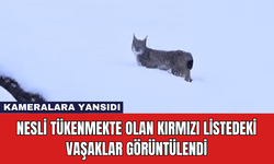 Nesli Tükenmekte Olan Kırmızı Listedeki Vaşaklar Görüntülendi