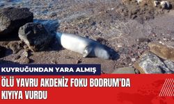 Ölü Yavru Akdeniz Foku Bodrum'da Kıyıya Vurdu