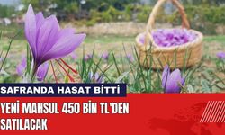 Safranda Hasat Bitti! Yeni Mahsul 450 Bin TL'den Satılacak