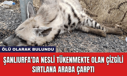 Şanlıurfa'da Nesli Tükenmekte Olan Çizgili Sırtlana Araba Çarptı