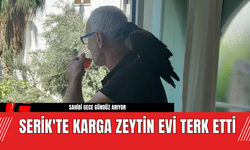 Serik'te Karga Zeytin Evi Terk Etti