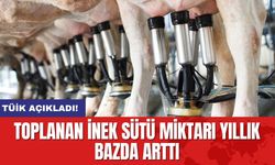 Toplanan inek sütü miktarı yıllık bazda arttı