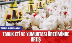 TÜİK Açıkladı: Tavuk Eti ve Yumurtası Üretiminde Artış