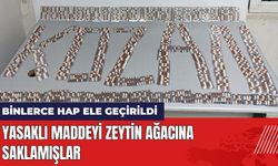 Yasaklı Maddeyi Zeytin Ağacına Saklamışlar