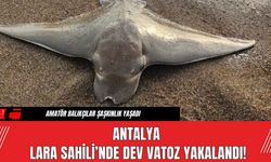 Antalya Lara Sahili’nde Dev Vatoz Yakalandı!