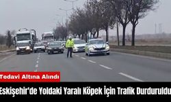 Eskişehir'de Yoldaki Yaralı Köpek İçin Trafik Durduruldu