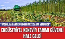 Endüstriyel Kenevir Tarımı Güvenli Hale Geldi