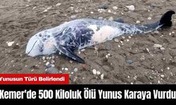 Kemer'de 500 Kiloluk Ölü Yunus Karaya Vurdu