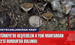 Keşfedilen 4 Yeni Mantardan 2'si Burdur'da Bulundu