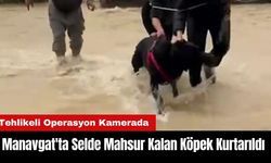 Manavgat'ta Sel Sularında Mahsur Kalan Köpek Böyle Kurtarıldı